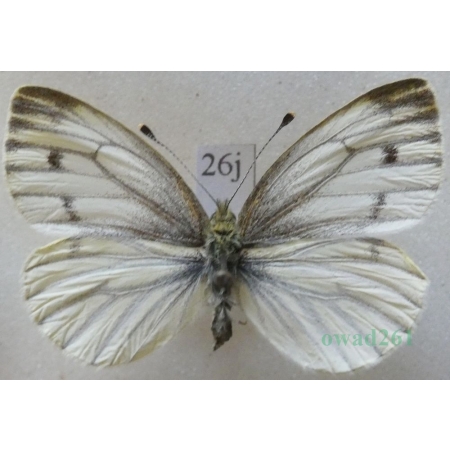 Pieris napi (Linnaeus, 1758) female Bielinek bytomkowiec Czech26j